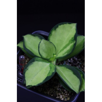 Hoya pachyclada variegata ( INVERSE COLORED THAN H. pachyclada albomarginata ) internet store
