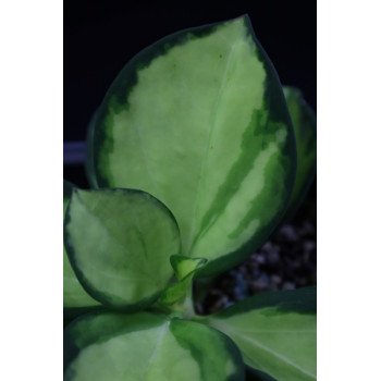 Hoya pachyclada variegata ( ODWROTNE WYBARWIENIE NIŻ U H. pachyclada albomarginata ) sklep z kwiatami hoya