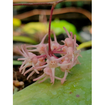Hoya polypus PINK flowers sklep z kwiatami hoya