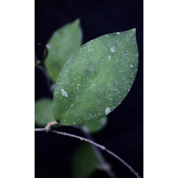 Hoya polypus WHITE flowers sklep internetowy