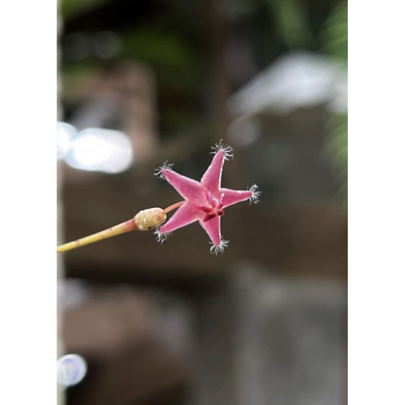 Hoya peltata sklep z kwiatami hoya