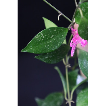 Hoya sp. Cianjur sklep z kwiatami hoya
