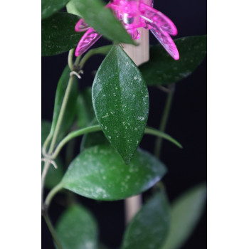 Hoya sp. Cianjur sklep z kwiatami hoya
