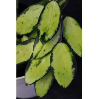 Hoya acuta yellow variegated sklep z kwiatami hoya