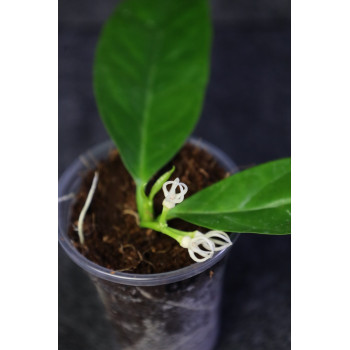 Hoya decipulae - growing, blooming internet store