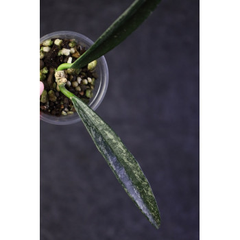 Hoya mengtzeensis splash - ukorzeniona sklep internetowy