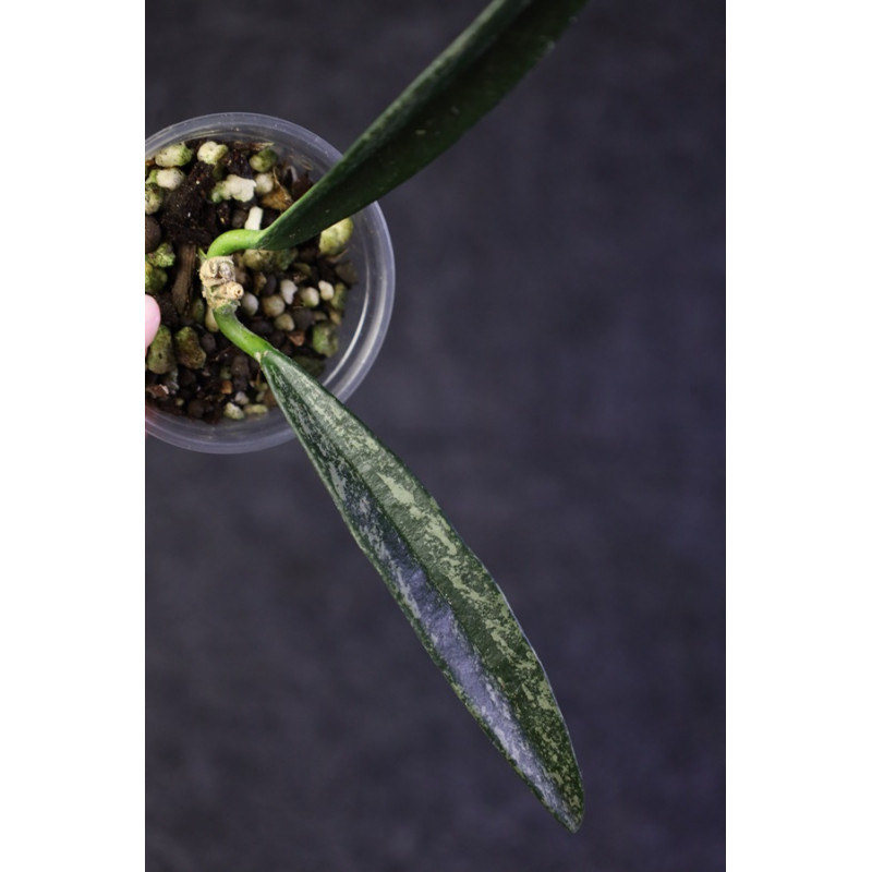 Hoya mengtzeensis splash - ukorzeniona sklep z kwiatami hoya