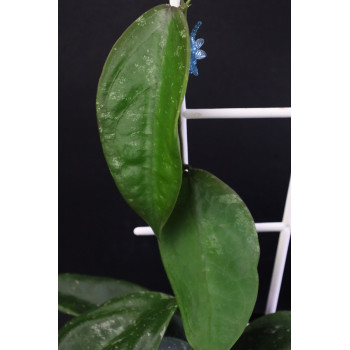 Hoya sangguensis Borneo clone ( flower flip back ) sklep internetowy