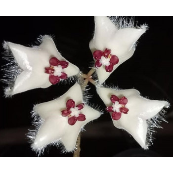 Hoya sangguensis Borneo clone ( flower flip back ) store with hoya flowers