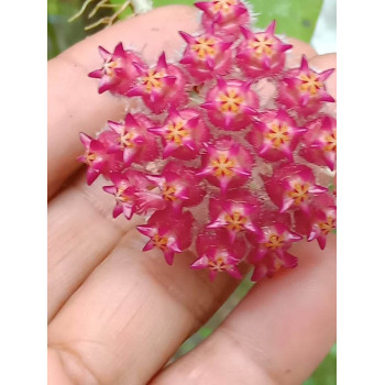 Hoya sp. Borneo new sklep z kwiatami hoya