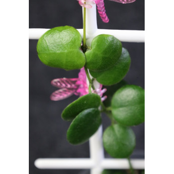 Hoya sp. Borneo new sklep z kwiatami hoya