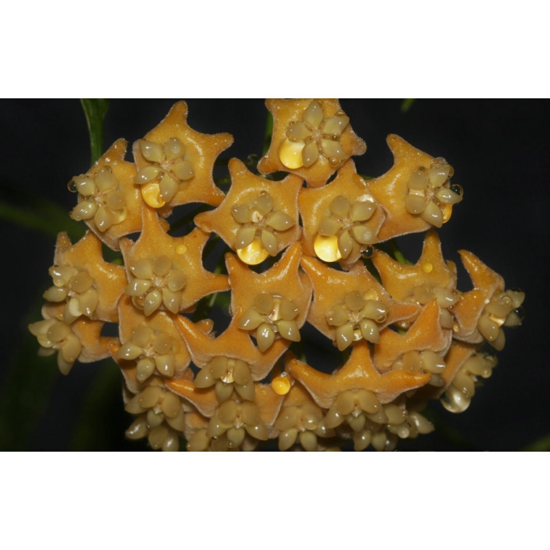 Hoya aff. chewiorum H-72 - ukorzeniona sklep z kwiatami hoya