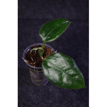 Oreosparte sabahensis ( Hoya sp. Borneo AR 03 ) - rooted internet store