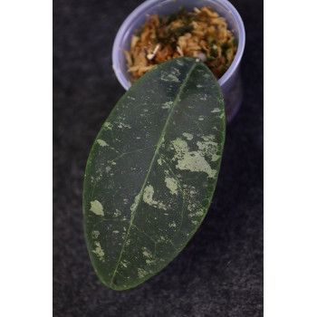 Hoya rintzii from Borneo - ukorzeniona sklep internetowy