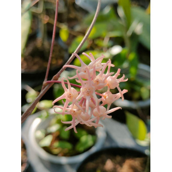 Hoya polypus PINK flowers - rooted internet store