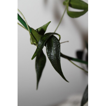 Hoya ex. solaniflora internet store