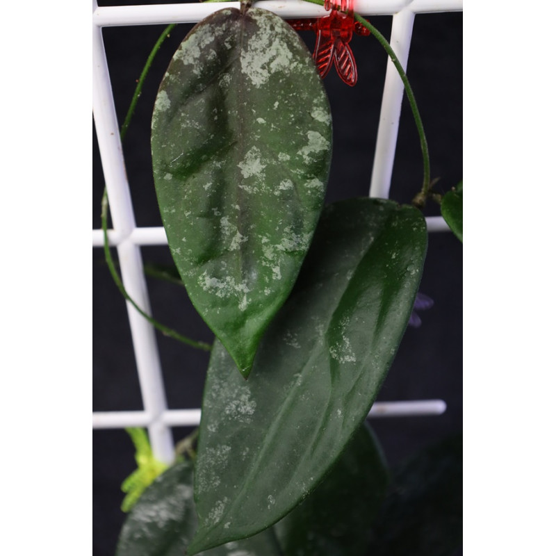 Hoya sangguensis Peninsular Malaysia clone ( flower NOT flip back ) sklep z kwiatami hoya
