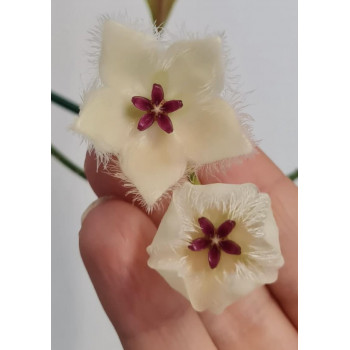 Hoya sangguensis Peninsular Malaysia clone ( flower NOT flip back ) store with hoya flowers