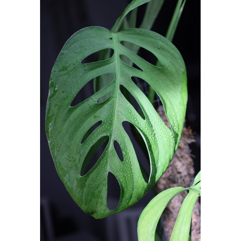 Monstera epipremnoides store with hoya flowers