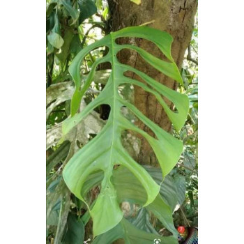 Monstera cf. obliqua Peru Amazonas sklep z kwiatami hoya