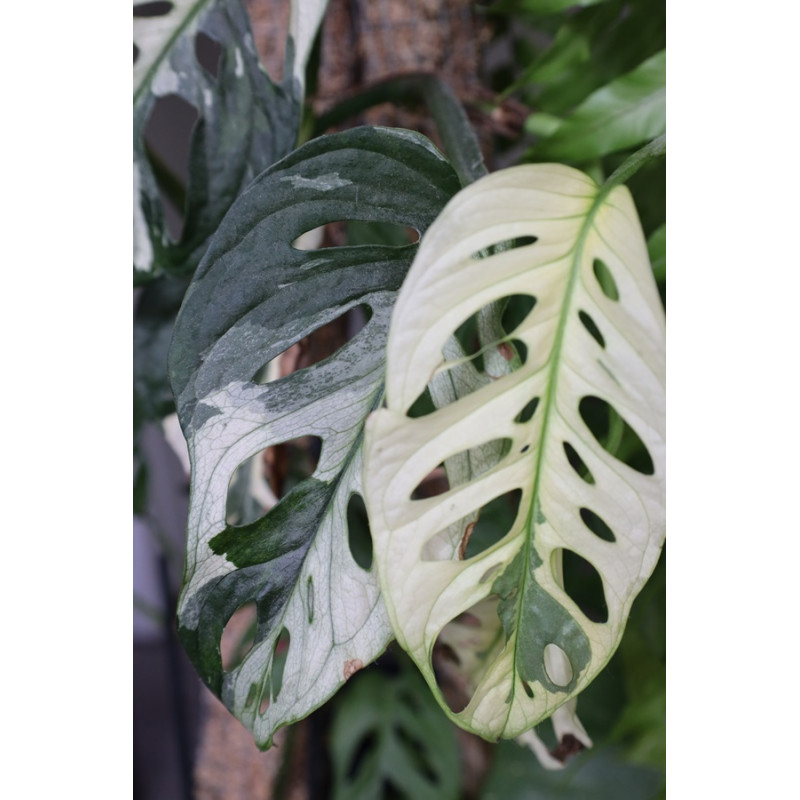 Monstera adansonii variegata sklep z kwiatami hoya