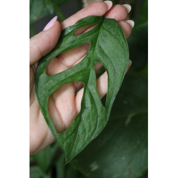 Monstera adansonii Mint variegata sklep internetowy
