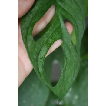Monstera adansonii Mint variegata sklep z kwiatami hoya