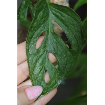 Monstera adansonii Mint variegata sklep z kwiatami hoya