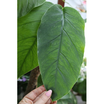 Monstera dubia ( adult leaves ) internet store