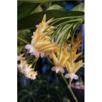 Hoya lockii YELLOW - Nowość ! sklep z kwiatami hoya
