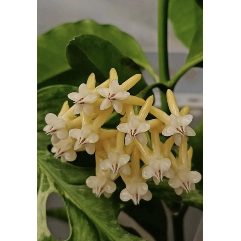 Hoya lockii YELLOW - Nowość ! sklep z kwiatami hoya