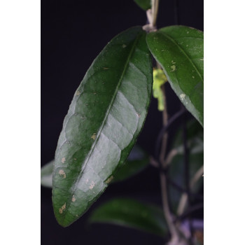 Hoya clemensiorum sp. Ngantang internet store