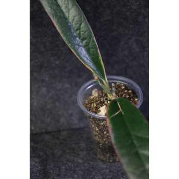Hoya sulawesiana albomarginata - ukorzeniona sklep z kwiatami hoya