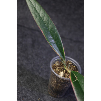 Hoya sulawesiana albomarginata - ukorzeniona sklep z kwiatami hoya