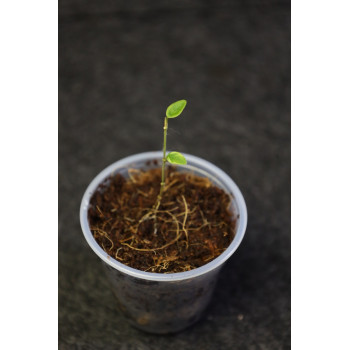 Hoya microphylla - ukorzeniona sklep z kwiatami hoya