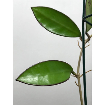 Hoya ‘Lime Sherbet’ ( MB1065-43 ) store with hoya flowers