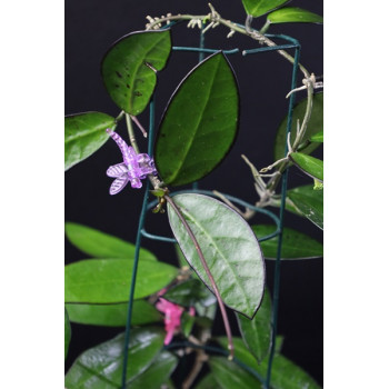 Hoya ‘Lime Sherbet’ ( MB1065-43 ) store with hoya flowers
