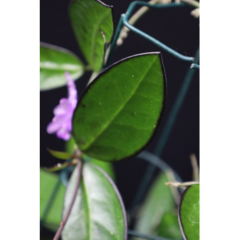 Hoya ‘Lime Sherbet’ ( MB1065-43 ) sklep z kwiatami hoya