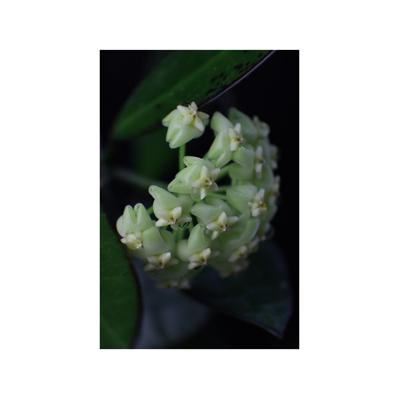 Hoya ‘Lime Sherbet’ ( MB1065-43 ) sklep z kwiatami hoya