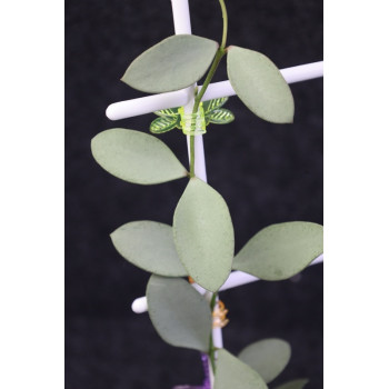 Hoya nummularioides SILVER sklep z kwiatami hoya