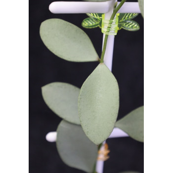 Hoya nummularioides SILVER sklep z kwiatami hoya