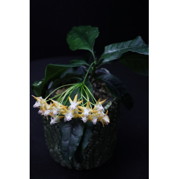 Hoya multiflora SV406 ( orange flowers ) - rooted internet store