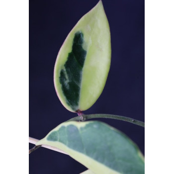 Hoya ‚Suet Jade’ albomarginata ( verticillata var. yangzhi ) sklep z kwiatami hoya
