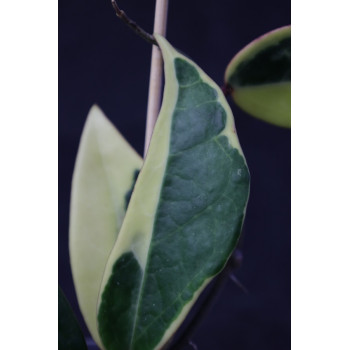 Hoya ‚Suet Jade’ albomarginata ( verticillata var. yangzhi ) store with hoya flowers