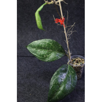 Hoya verticillata Lampung - ukorzeniona sklep z kwiatami hoya