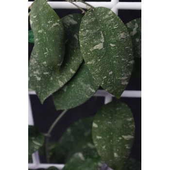 Hoya polypus SPLASH sklep z kwiatami hoya