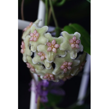 Hoya sp. Lombok 2 ( Sulawesi ) sklep z kwiatami hoya