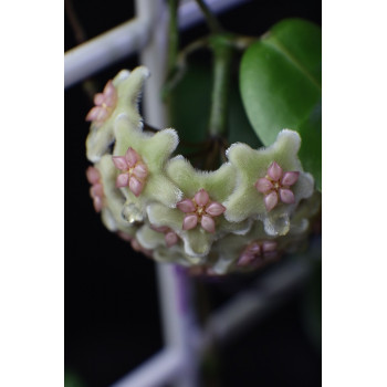 Hoya sp. Lombok 2 ( Sulawesi ) sklep z kwiatami hoya