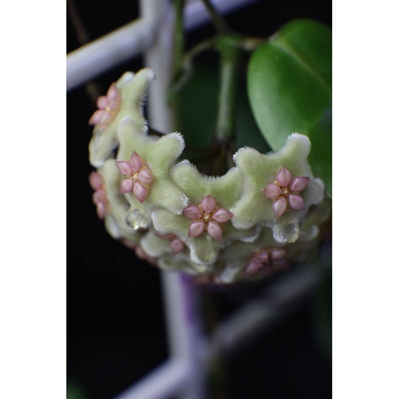 Hoya sp. Lombok 2 ( Sulawesi ) store with hoya flowers