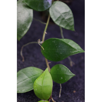 Hoya lacunosa hybrid ( mycket stor blomflock ) sklep internetowy
